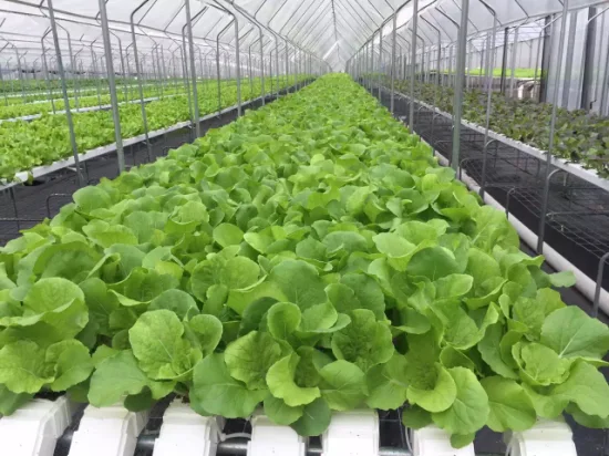 Système de canal hydroponique de vente chaude commerciale dans la serre et le système hydroponique de Nft de ferme avec l'équipement hydroponique pour la culture de laitue/céleri/verts