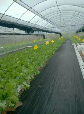 Système de culture de canal hydroponique intérieur commercial Nft pour les verts