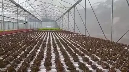 Système de canaux Aquaponics Nft pour la croissance des feuilles de laitue